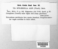 Pezicula alni image